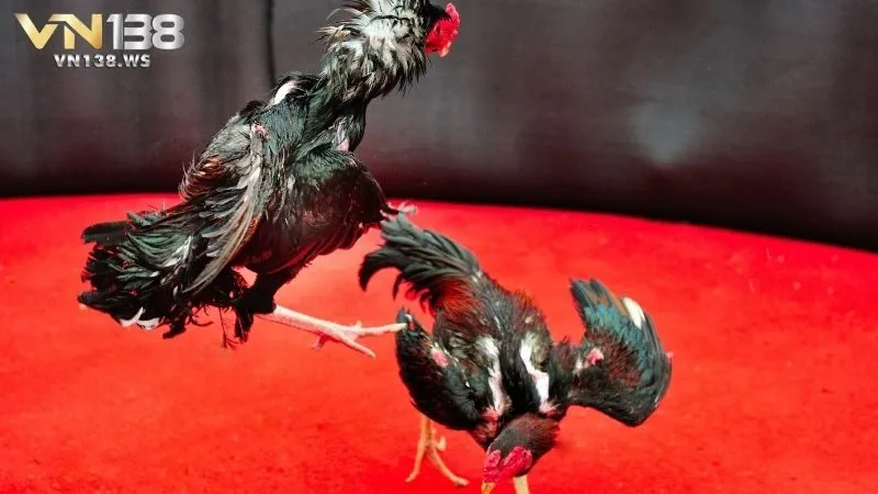 Cách tham gia đá gà trực tuyến tại VN138 cho tân binh
