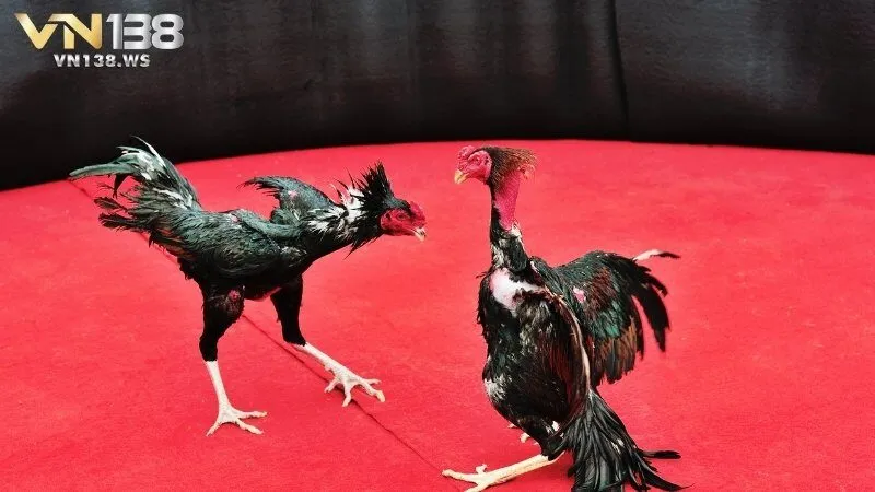 Đá gà Thomo Campuchia là hình thức chọi gà truyền thống lâu đời tại Đông Nam Á