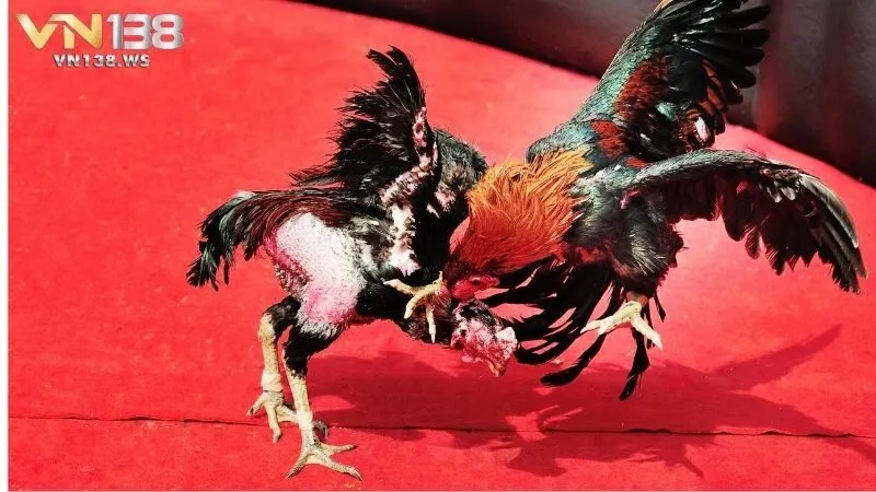 Giới thiệu sơ lược đá gà VN138
