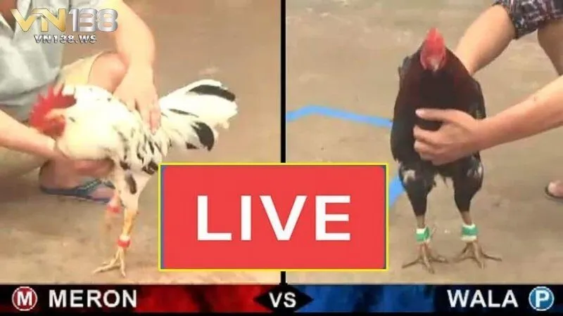 Hướng dẫn tham gia đá gà Thomo Campuchia VN138