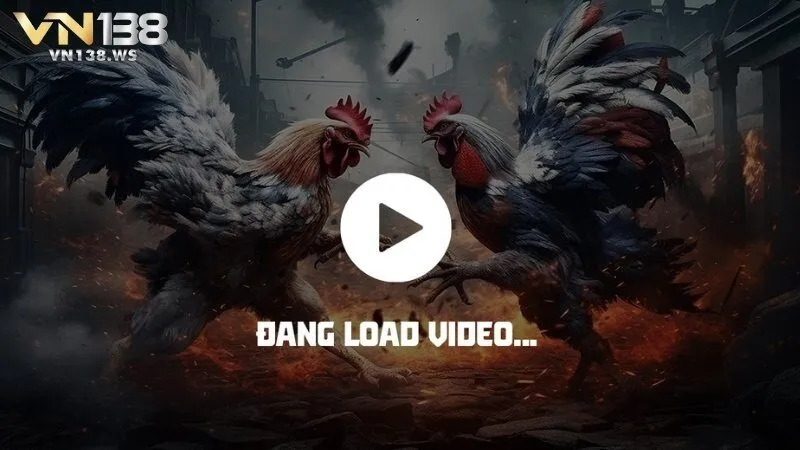 Những điểm nổi bật tạo nên sức hút của đá gà Thomo tại VN138