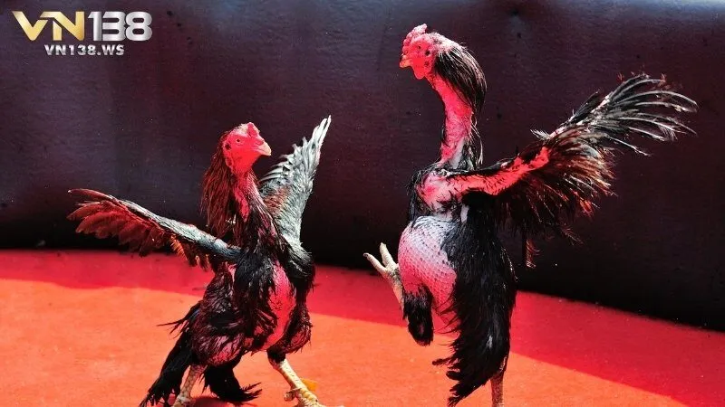 Những điểm tạo sức hút của Odin Gamecock VN138